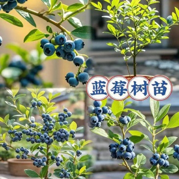 贵州一手货源蓝莓苗对接全国市场量大从优欢迎采购成活率高
