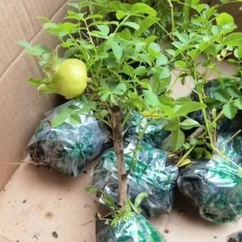 贵州一手货源刺梨苗对接全国市场量大从优欢迎采购热卖中