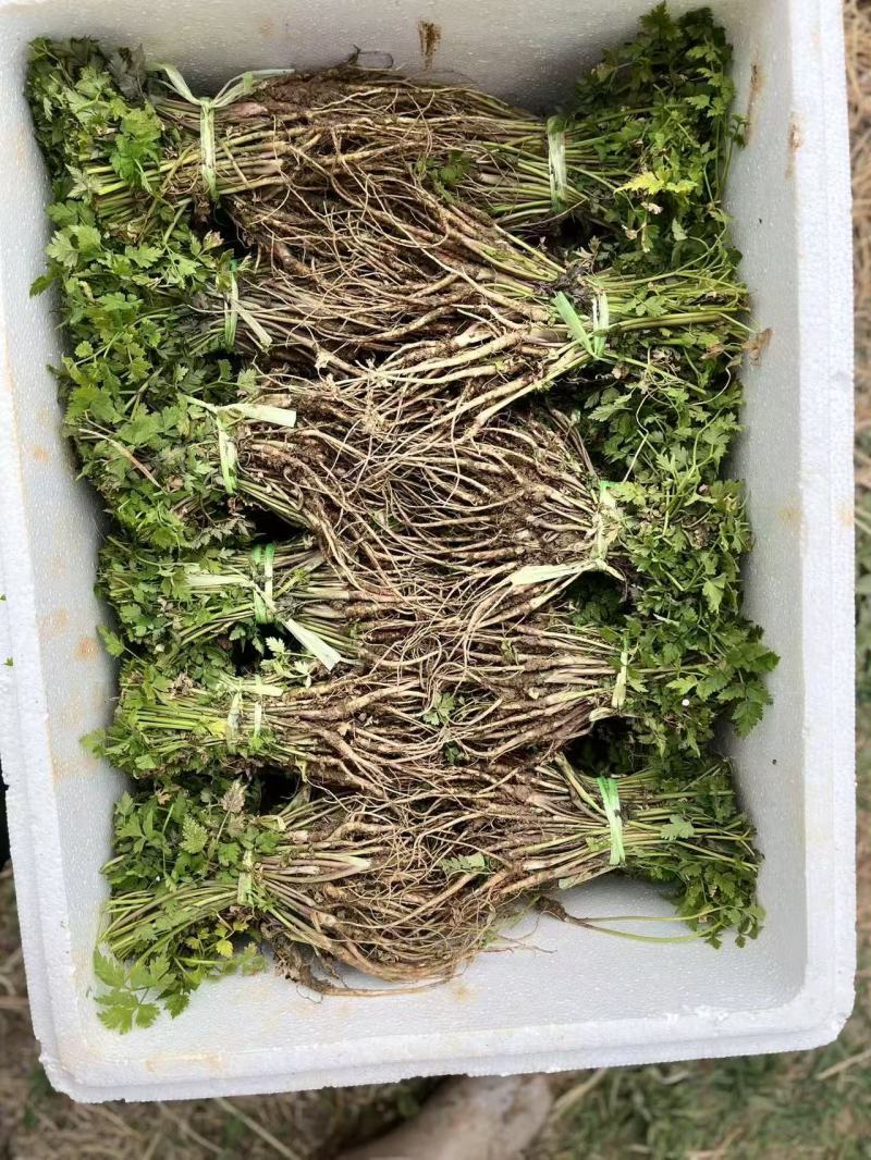 大理马厂母本优质种苗可以栽种啦
