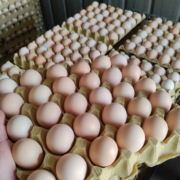 鸡蛋土鸡蛋粉壳，红壳都有130一箱360个净重45斤