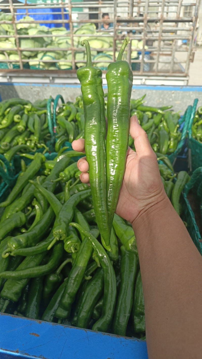 大青椒，牛角，青椒，21号椒