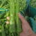 大青椒，牛角，青椒，21号椒