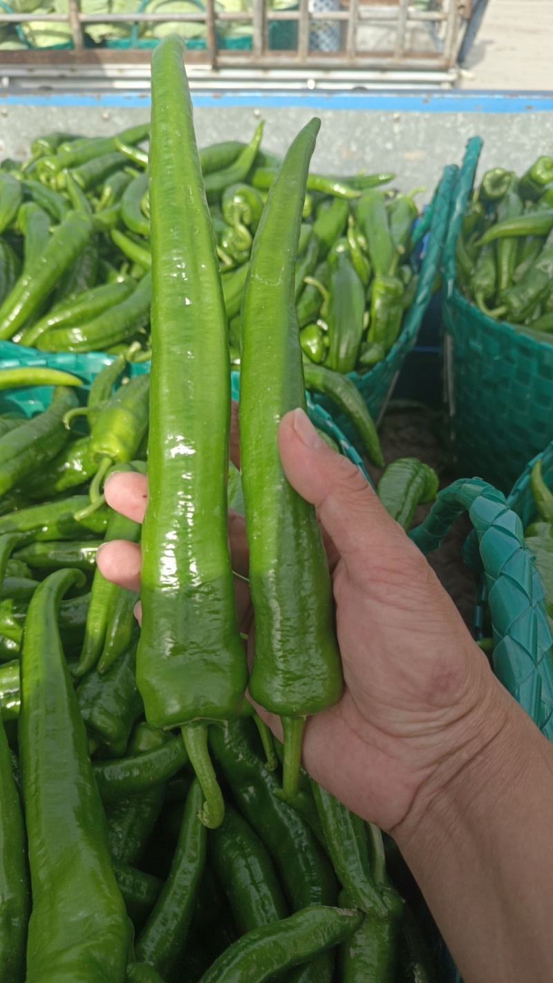 大青椒，牛角，青椒，21号椒
