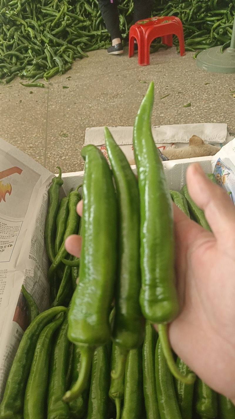 大青椒，牛角，青椒，21号椒