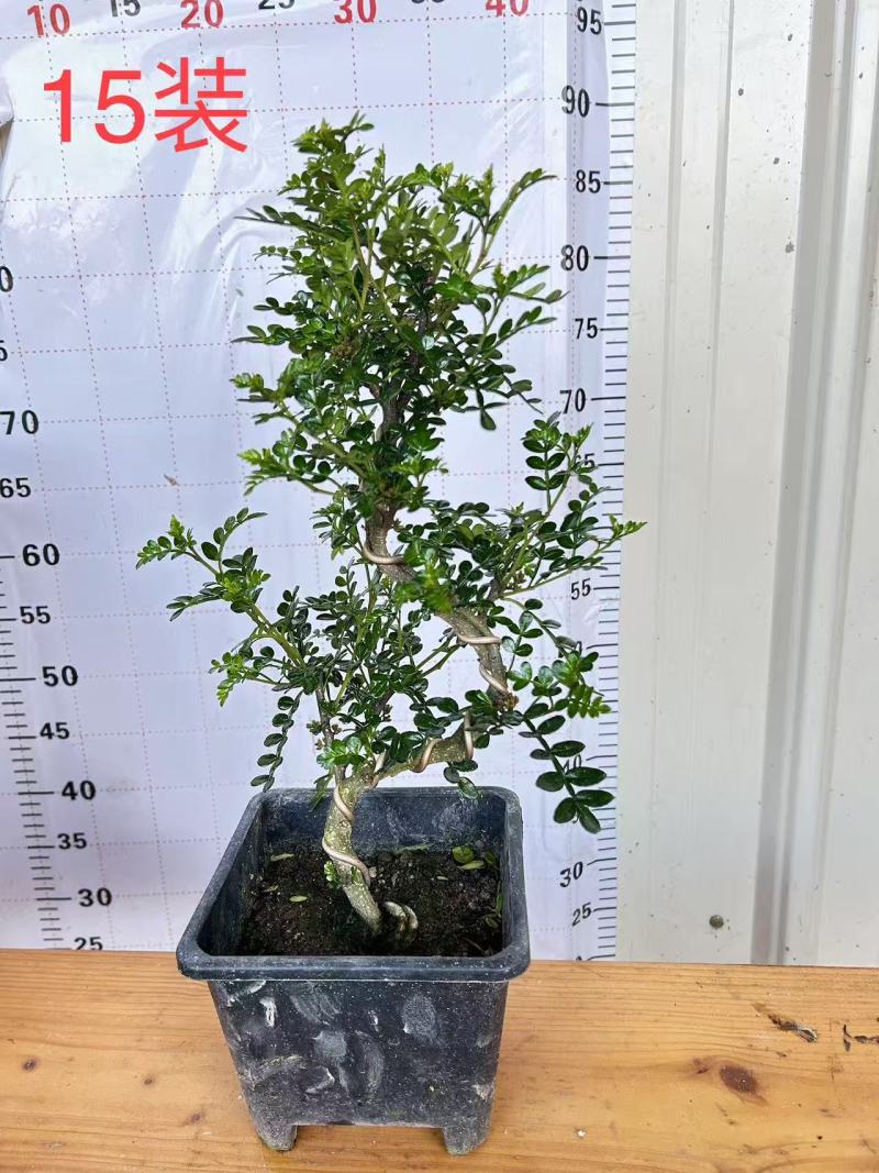 福建漳州基地，清香木市销绿化量大