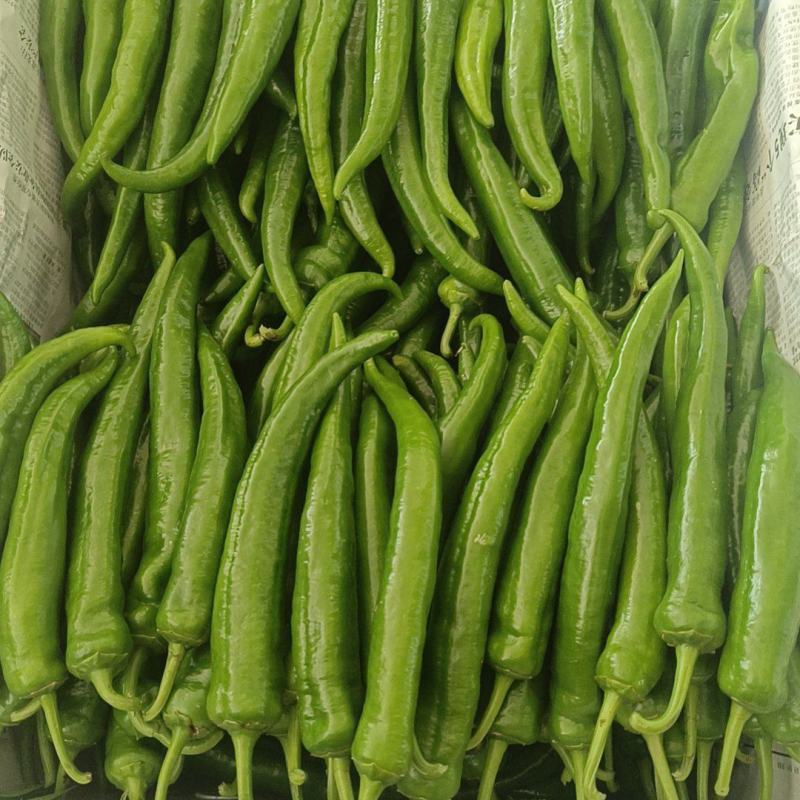 大青椒，牛角，青椒，21号椒