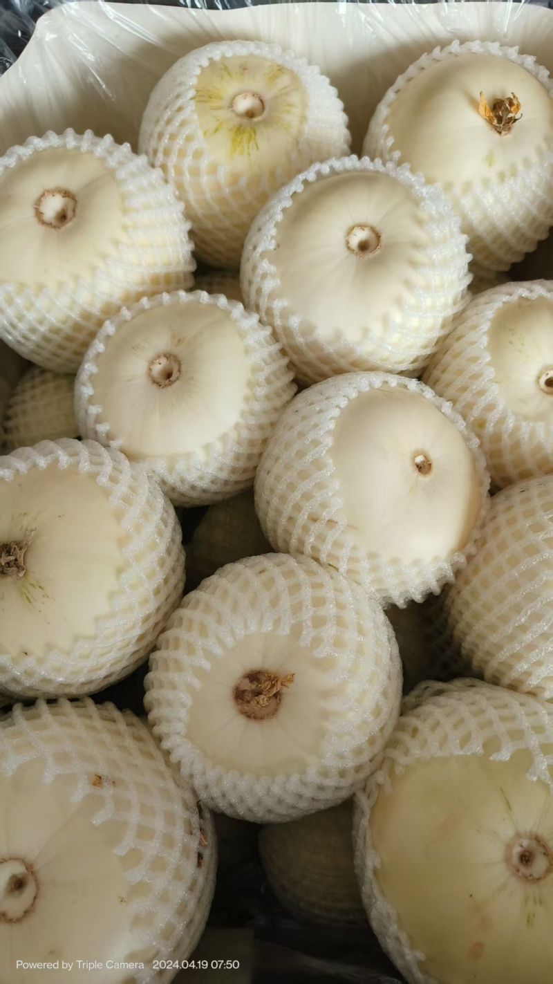 白沙蜜甜瓜，薄皮脆甜。货源充足。产地代发。