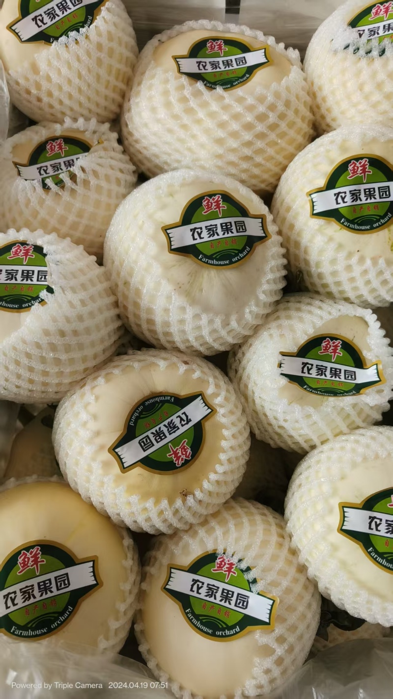 白沙蜜甜瓜，薄皮脆甜。货源充足。产地代发。