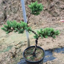 地柏树全国大量接单，可做盆景，福建漳州龙海区基地供货
