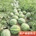 宿州砀山无籽美都西瓜自家种植品质保障