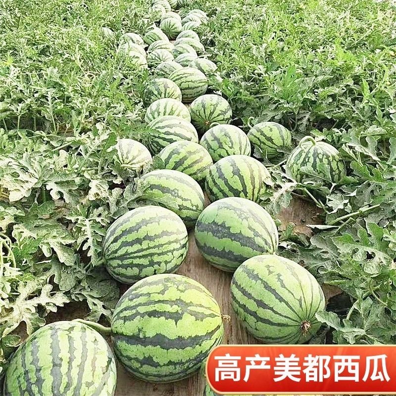宿州砀山无籽美都西瓜自家种植品质保障