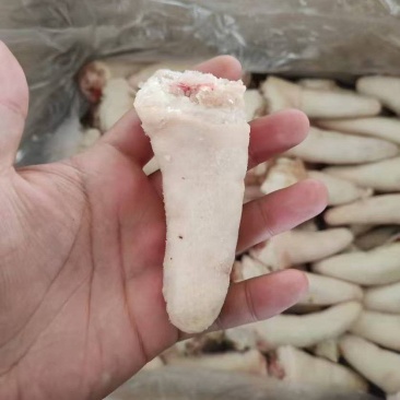 肥猪短尾