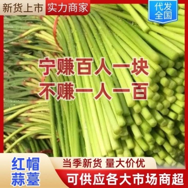 蒜苔临沂平邑蒜苔红帽蒜苔一手货源诚信代办产地直供合作共赢