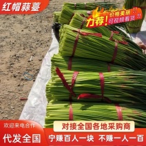 蒜苔红帽蒜薹新鲜上市产地直供全国发货一条龙服务