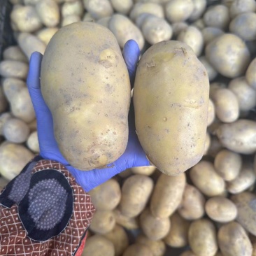 黄心大土豆自家种植的高产量价格实惠有需要的联系