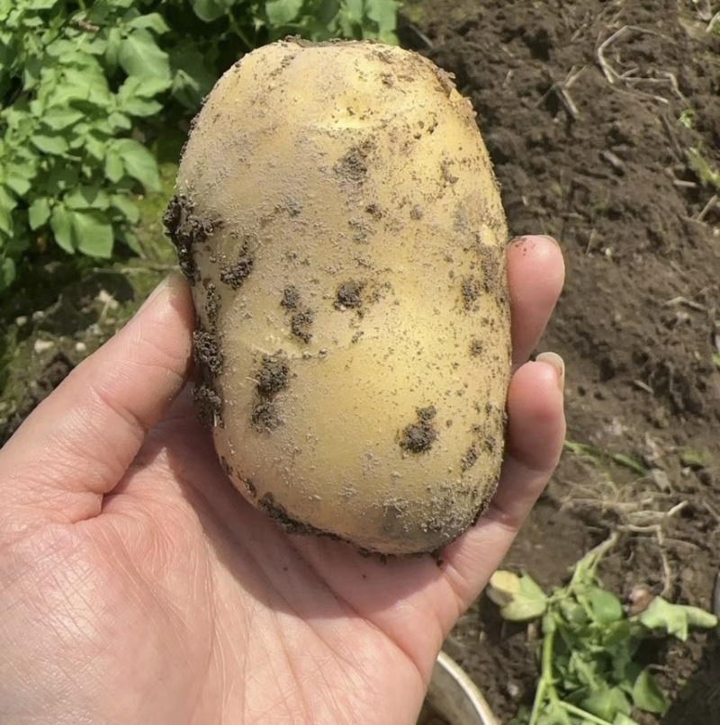 黄心大土豆自家种植的高产量价格实惠有需要的联系