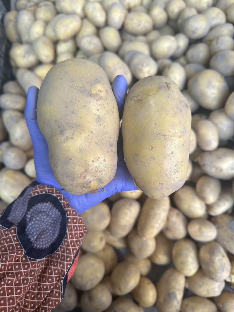 黄心大土豆自家种植的高产量价格实惠有需要的联系