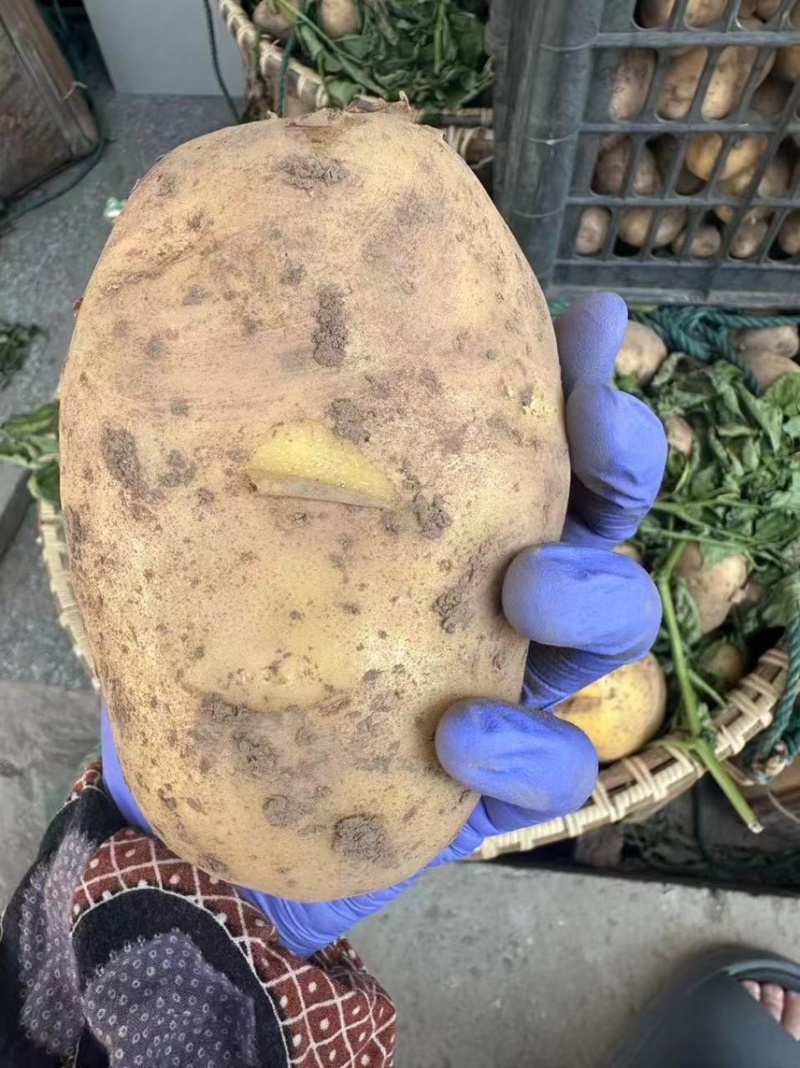 黄心大土豆自家种植的高产量价格实惠有需要的联系