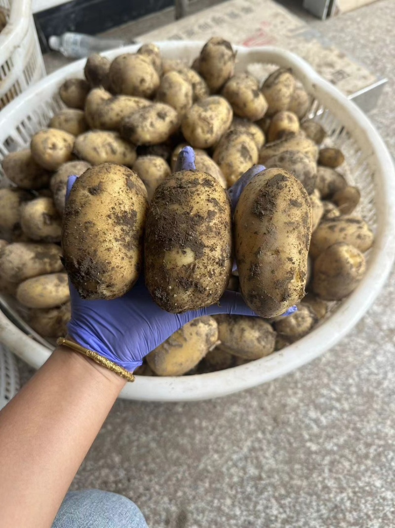 黄心大土豆自家种植的高产量价格实惠有需要的联系