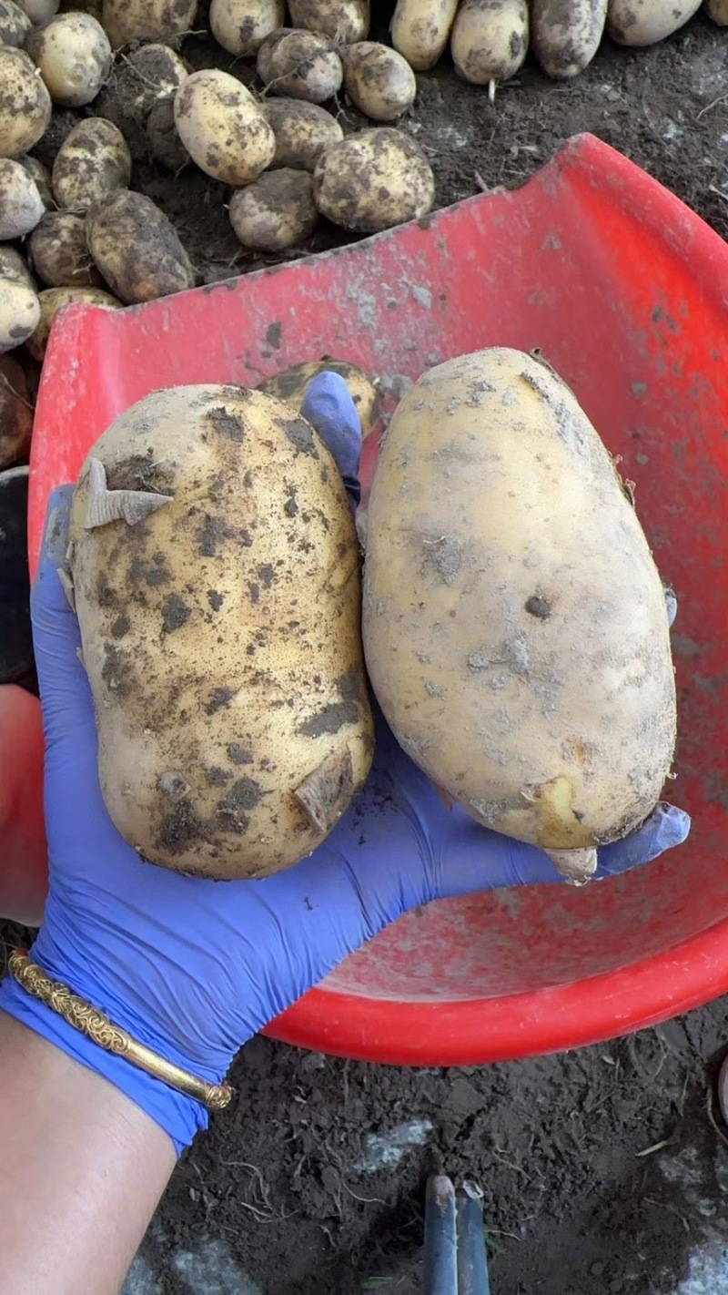 黄心大土豆自家种植的高产量价格实惠有需要的联系
