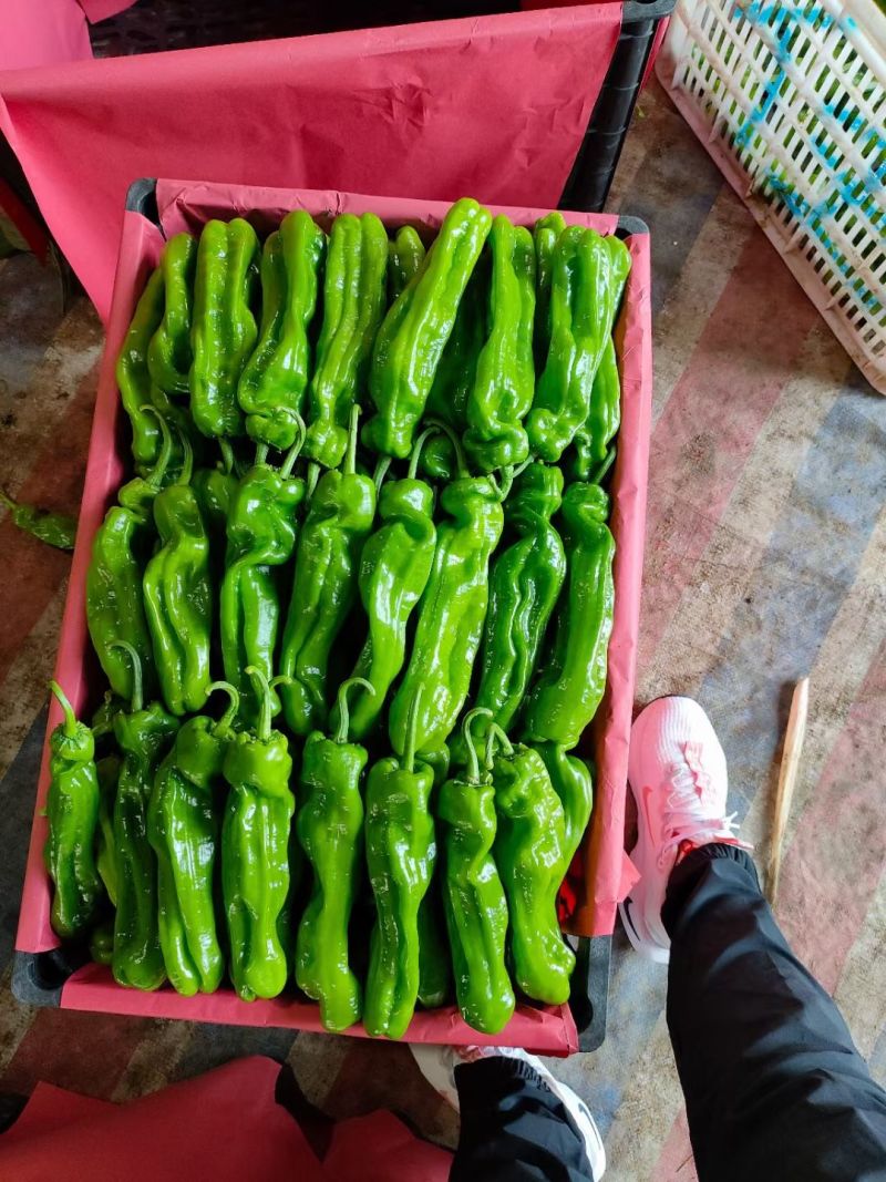 薄皮椒皱皮鲜辣椒产地直发一手货源承接商超市场全国发