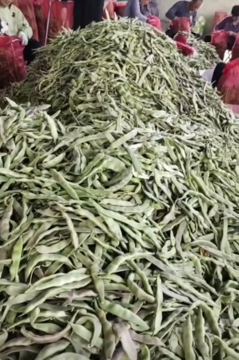 精品油豆油豆角货源充足量大从优全国发货欢迎联系