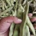 精品油豆油豆角货源充足量大从优全国发货欢迎联系