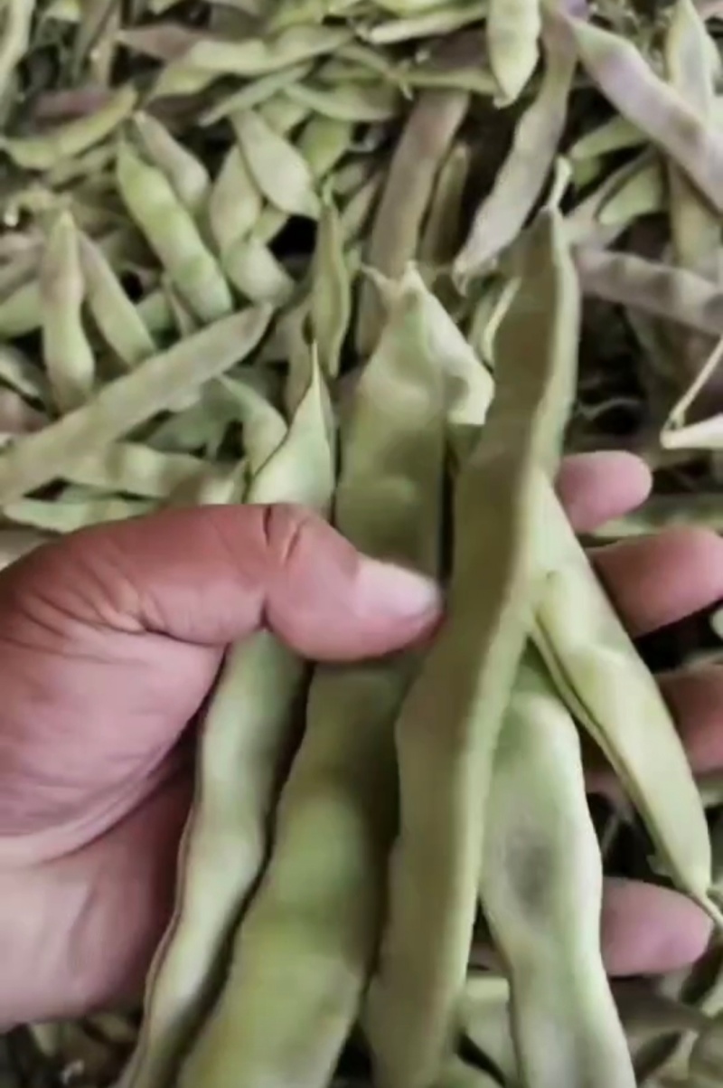 精品油豆油豆角货源充足量大从优全国发货欢迎联系