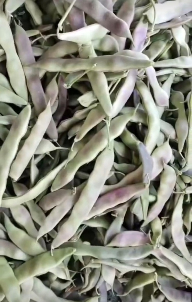 精品油豆油豆角货源充足量大从优全国发货欢迎联系