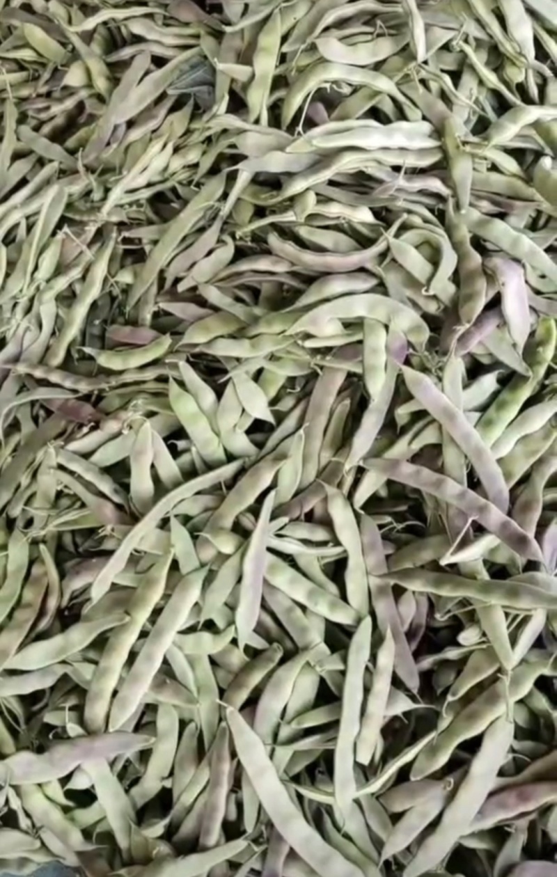 精品油豆油豆角货源充足量大从优全国发货欢迎联系