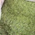 湄潭新茶大量上市