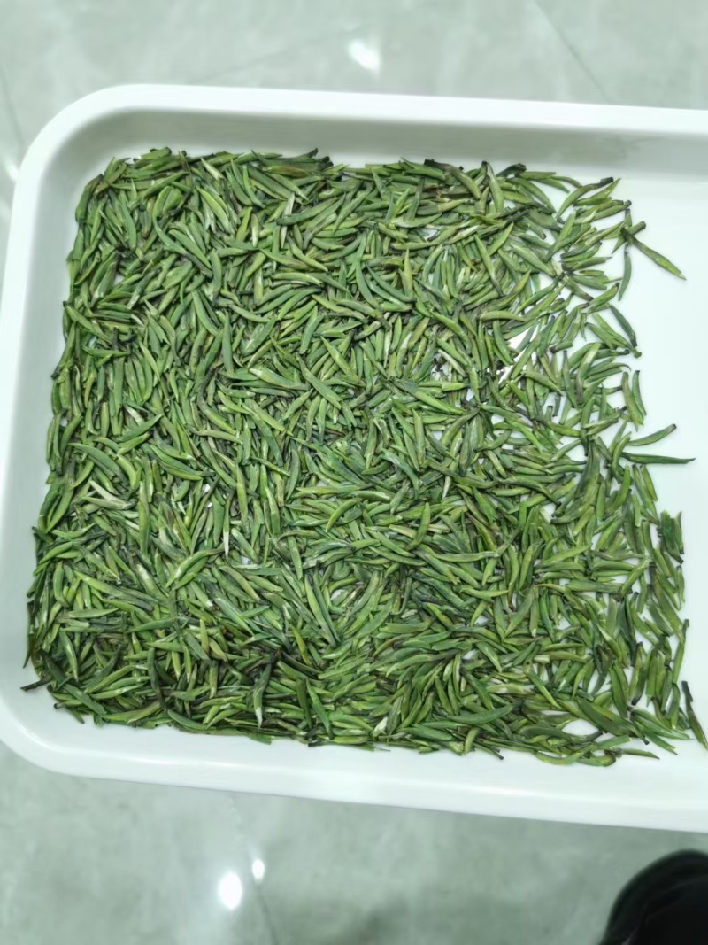 湄潭新茶大量上市