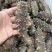 帝王鲜食海参