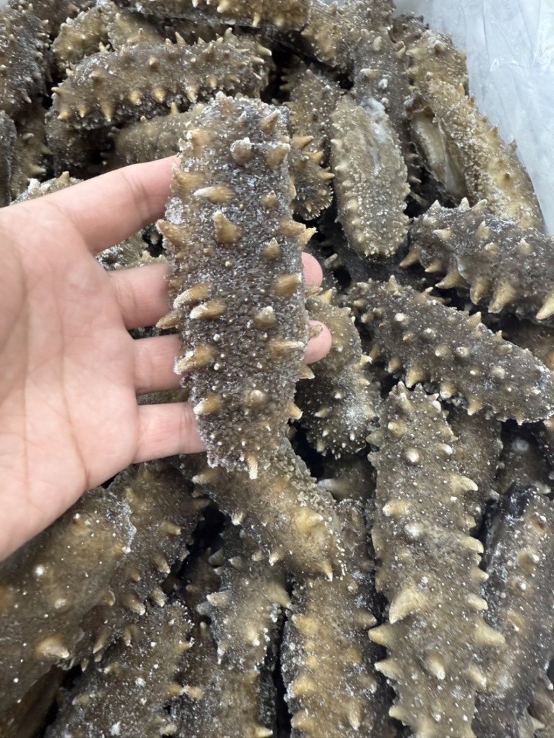 帝王鲜食海参