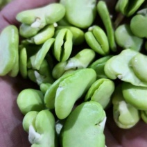 蚕豆米蚕豆粒蚕豆瓣上市了现摘现剥豆米欢迎联系