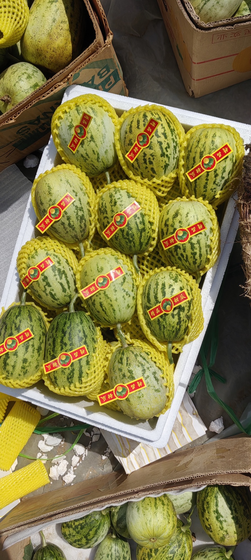 美人豹