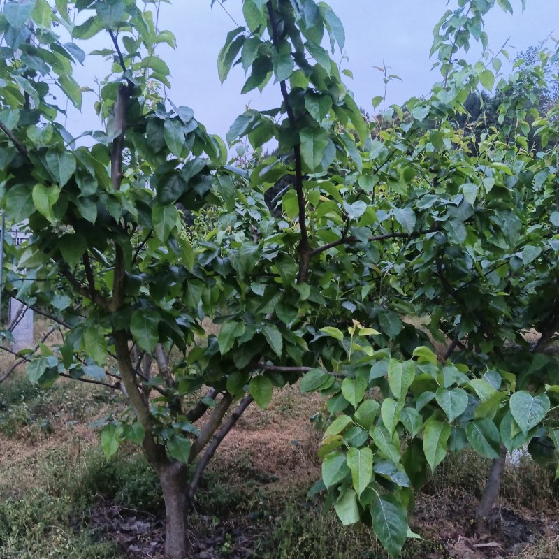 酥梨树十年树龄。