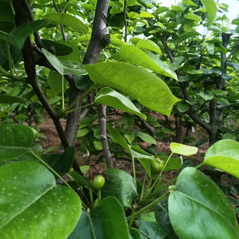 酥梨树十年树龄。