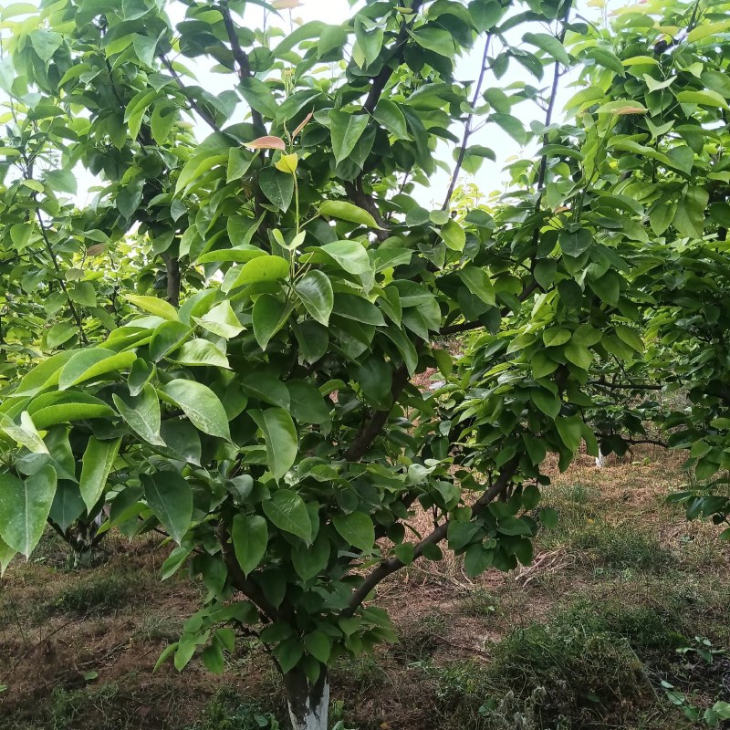 酥梨树十年树龄。