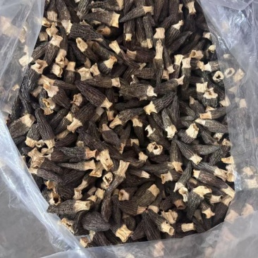 薄皮羊肚菌