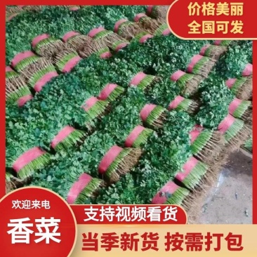 聊城莘县中叶香菜对接商超平台质量保证！欢迎来电