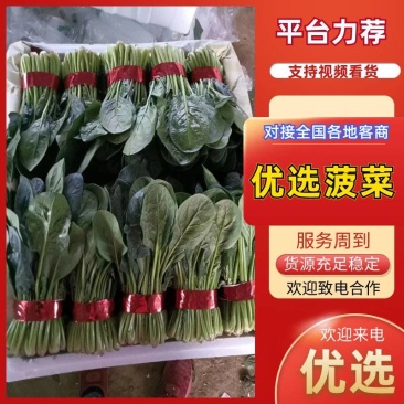 聊城大把小把菠菜产地直供安需包装对接商超欢迎来电