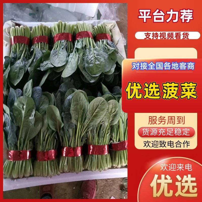 聊城大把小把菠菜产地直供安需包装对接商超欢迎来电