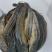 本地胡子鲶通货