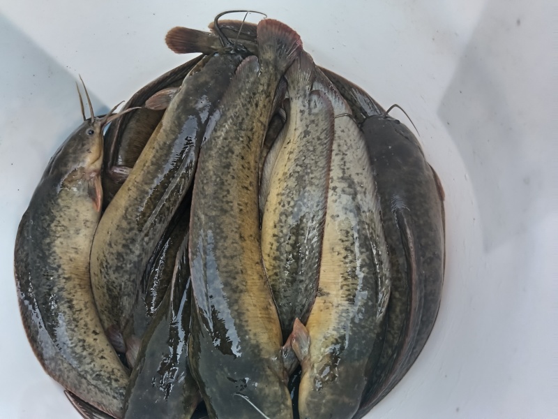 本地胡子鲶通货