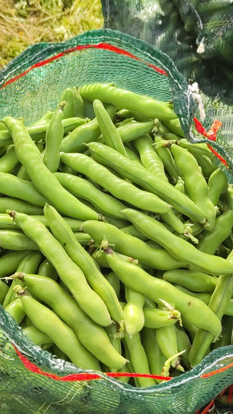 江苏大蚕豆，电商货精品货都有，长期供应都是大白玉，大版豆