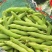浙江温洲乐清精品大蚕豆，头茬豆，电商大豆