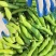 浙江温洲乐清精品大蚕豆，头茬豆，电商大豆