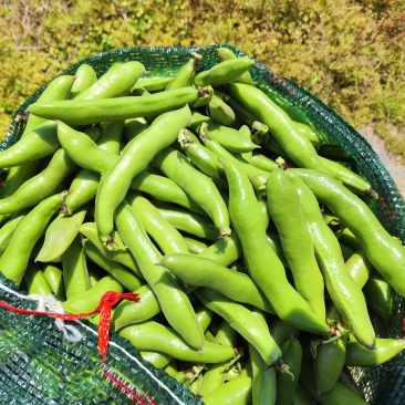 浙江温洲乐清精品大蚕豆，头茬豆，电商大豆