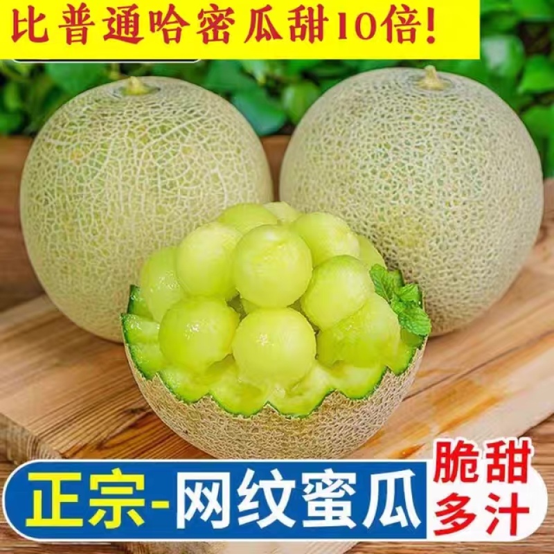 海阳网纹瓜